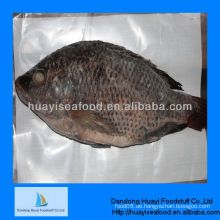 Neue frische gefrorene IQF Tilapia